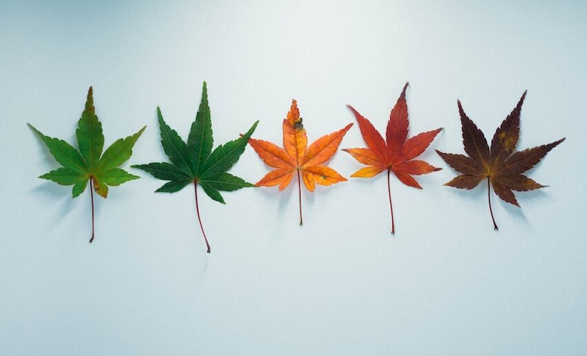 Ağzıaçıkayrandelisi Gazeli